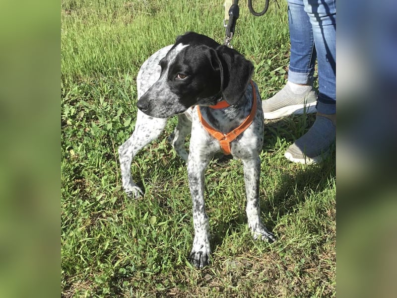Toby wünscht sich ein eigenes Körbchen