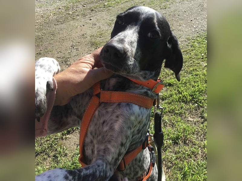 Toby wünscht sich ein eigenes Körbchen