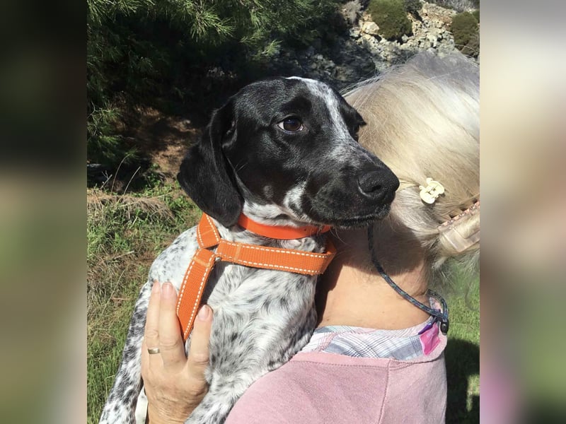 Toby wünscht sich ein eigenes Körbchen