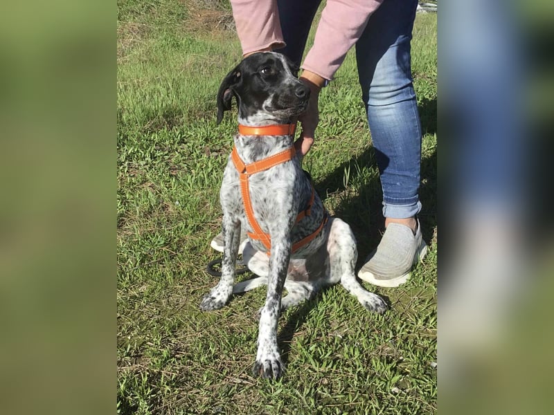 Toby wünscht sich ein eigenes Körbchen