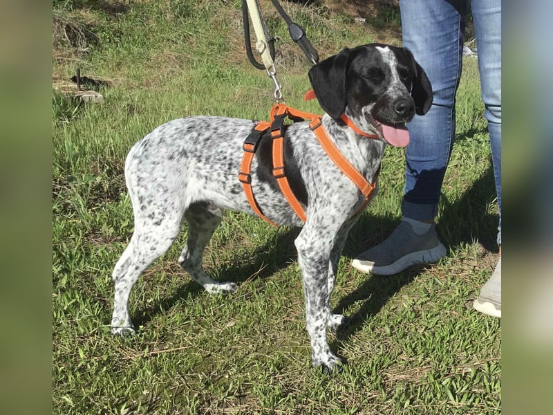 Toby wünscht sich ein eigenes Körbchen