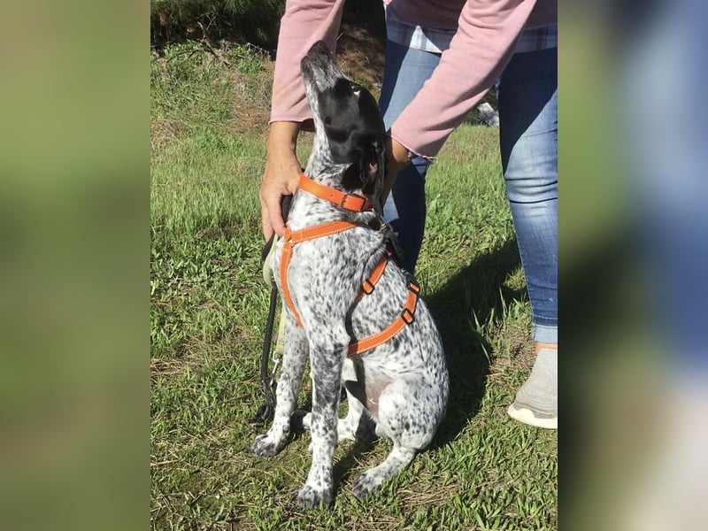 Toby wünscht sich ein eigenes Körbchen
