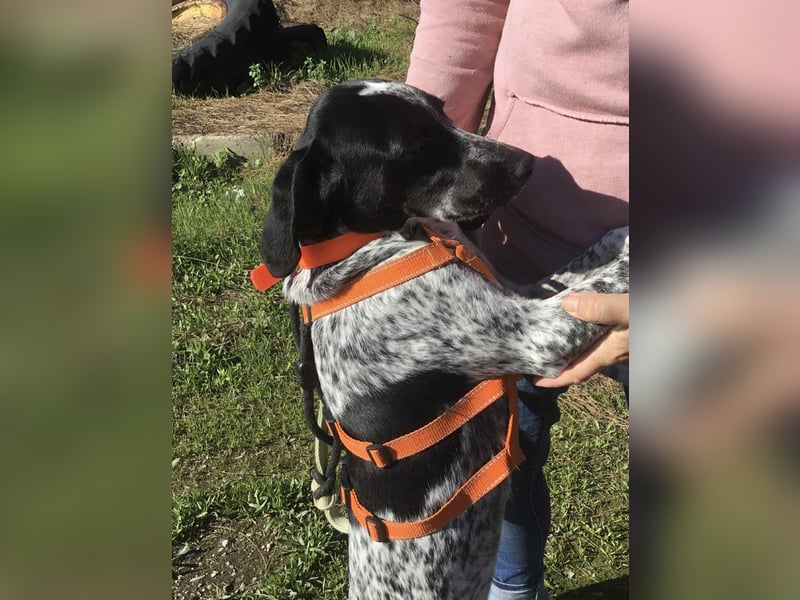 Toby wünscht sich ein eigenes Körbchen
