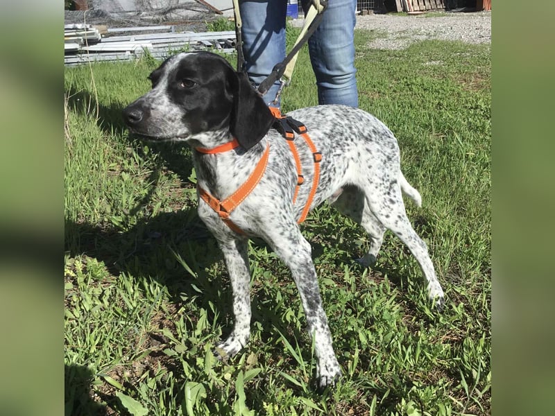 Toby wünscht sich ein eigenes Körbchen