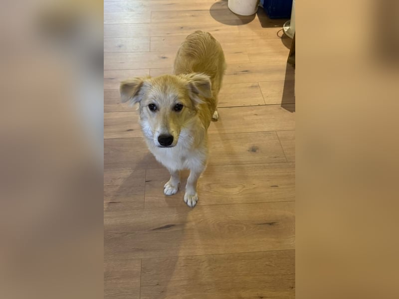 KIWI verliert leider ihr Zuhause - Hündin - geb. 08/2025 - ca. 50 cm