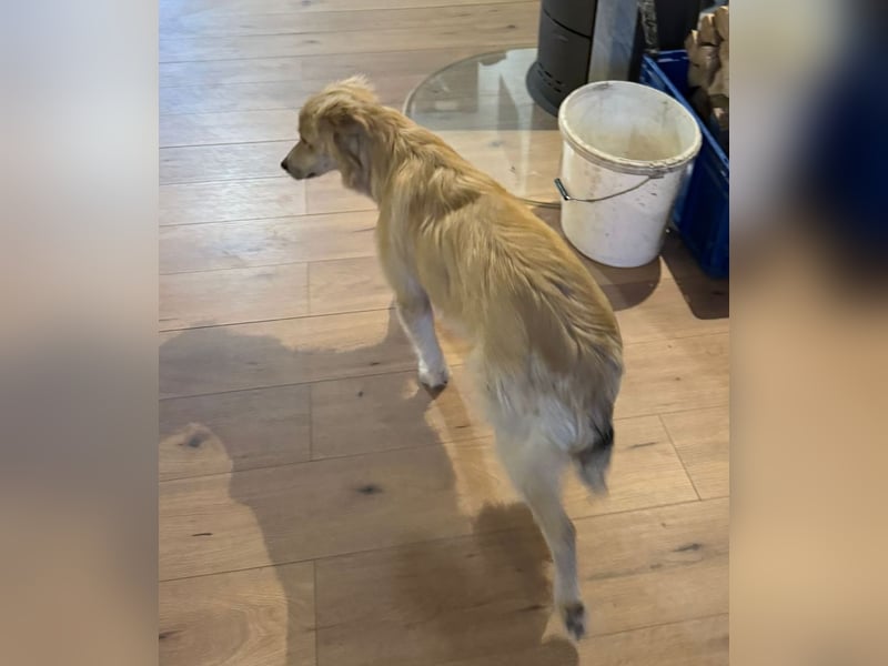 KIWI verliert leider ihr Zuhause - Hündin - geb. 08/2025 - ca. 50 cm