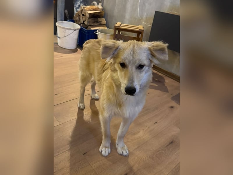 KIWI verliert leider ihr Zuhause - Hündin - geb. 08/2025 - ca. 50 cm