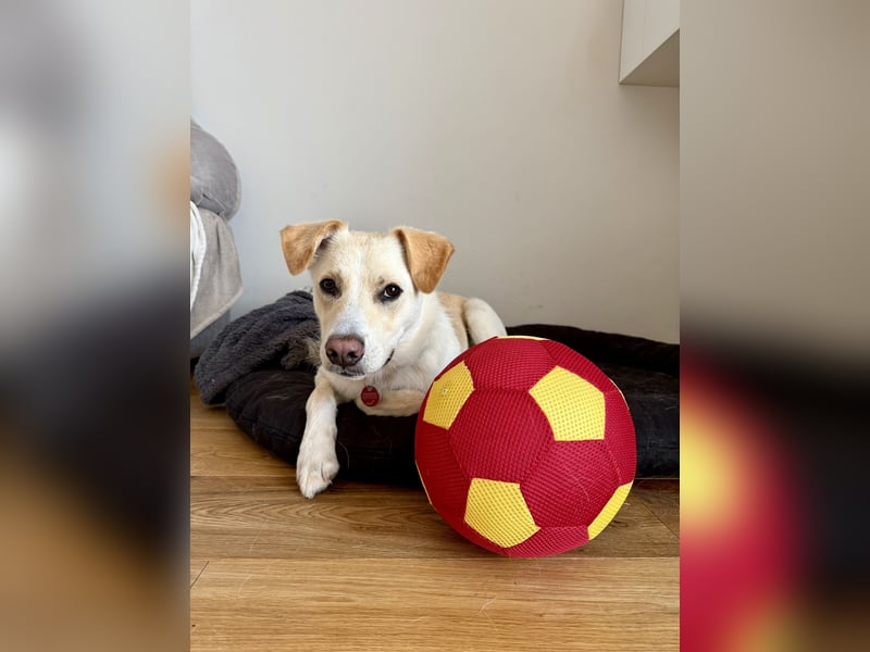 Verschmuster Levi sucht ein neues Zuhause