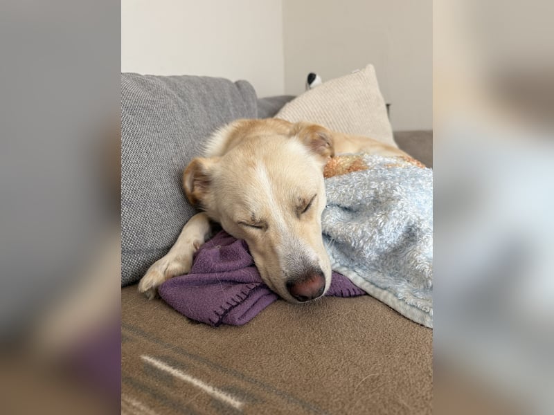 Verschmuster Levi sucht ein neues Zuhause