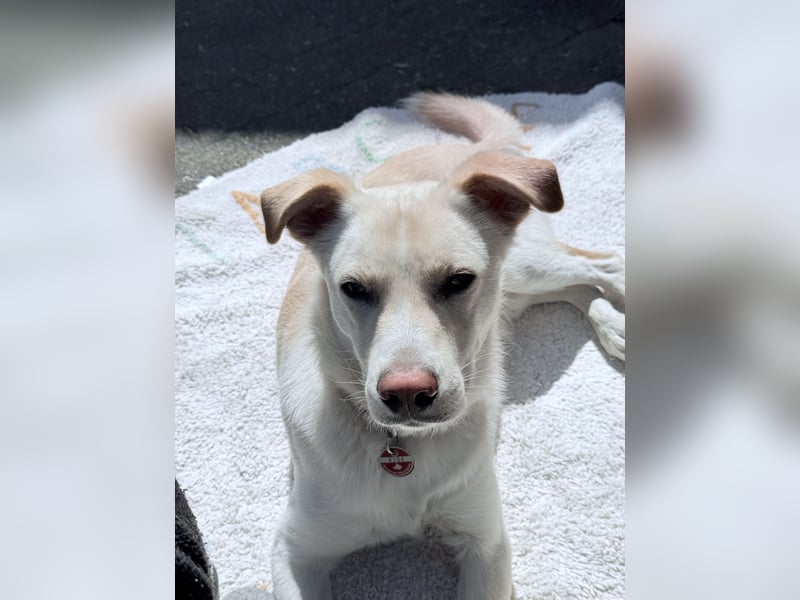 Verschmuster Levi sucht ein neues Zuhause