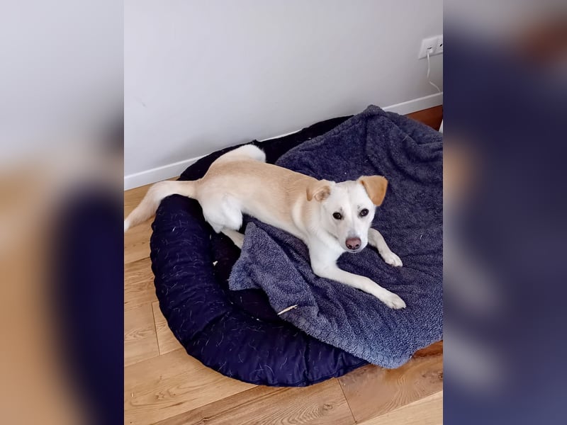 Verschmuster Levi sucht ein neues Zuhause