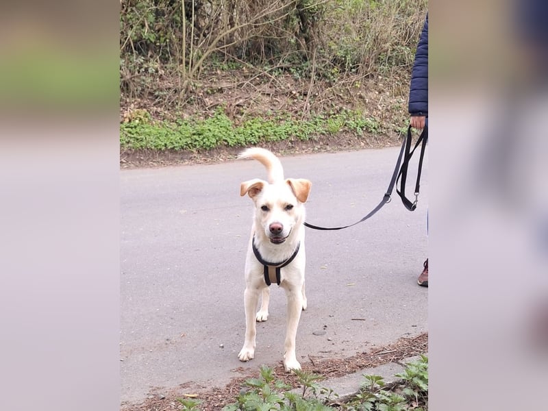 Verschmuster Levi sucht ein neues Zuhause