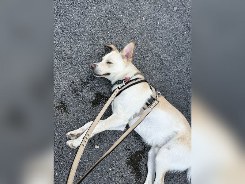 Verschmuster Levi sucht ein neues Zuhause