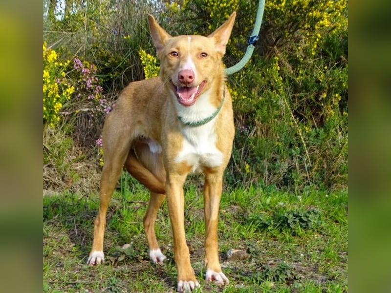 Bambi - auf der Suche nach Vertrauen