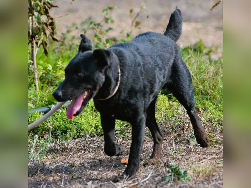 Matteus – ein sanfter Begleiter