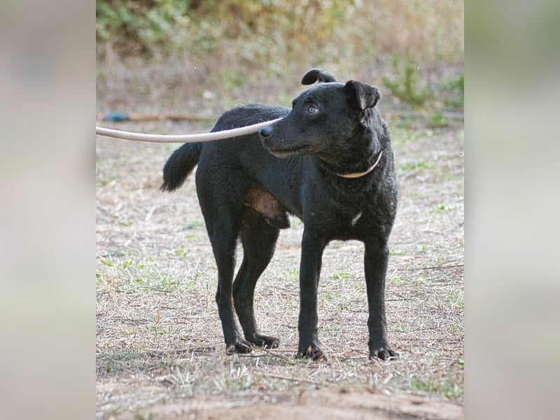 Matteus – ein sanfter Begleiter