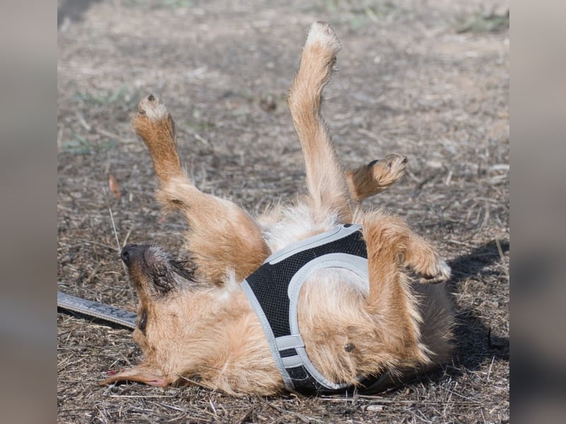 Ruggine – ein Seelchen