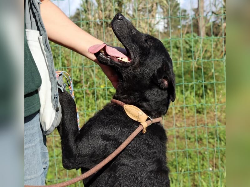 Matteus – ein sanfter Begleiter