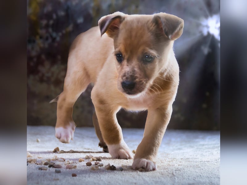 Penny - zartes Hundekind