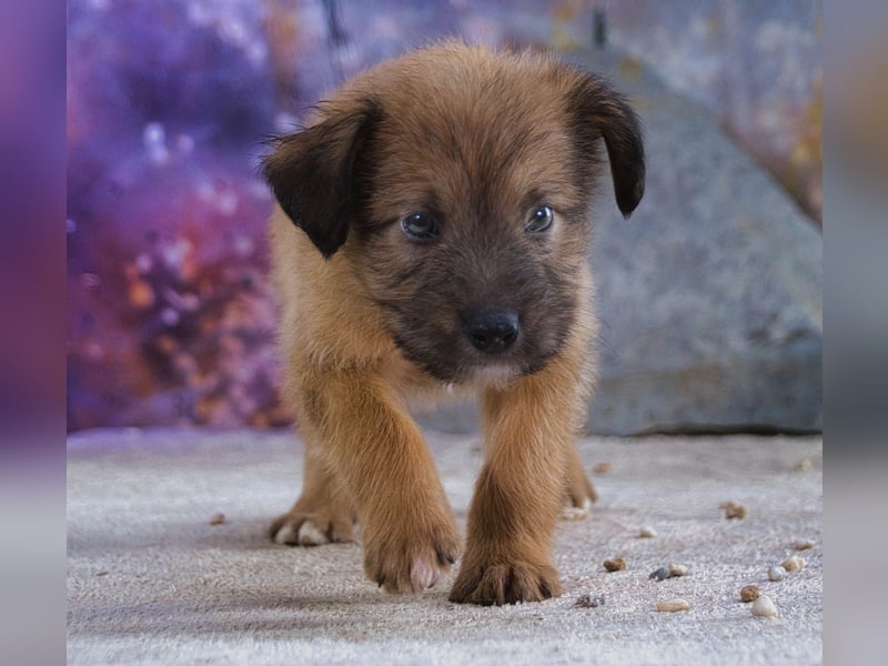 Freckles - neugieriger Hundejunge