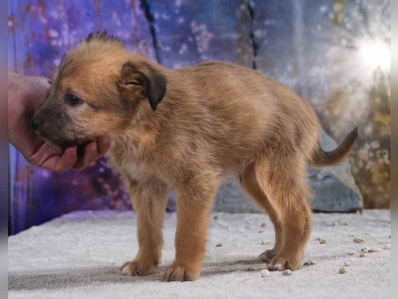Freckles - neugieriger Hundejunge
