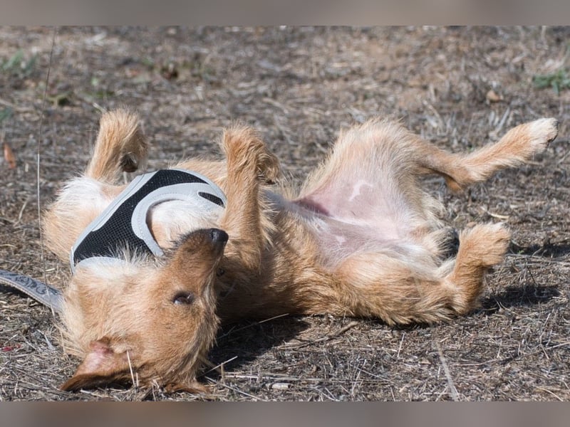 Ruggine – ein Seelchen