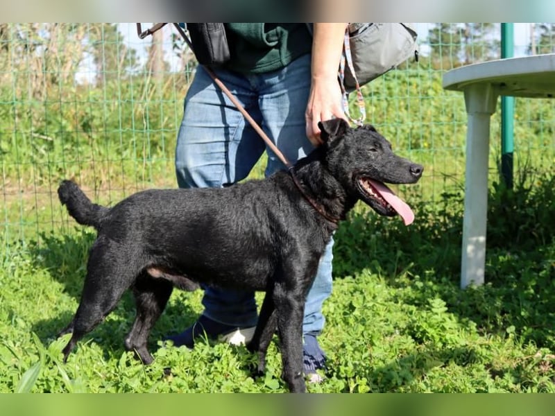 Matteus – ein sanfter Begleiter