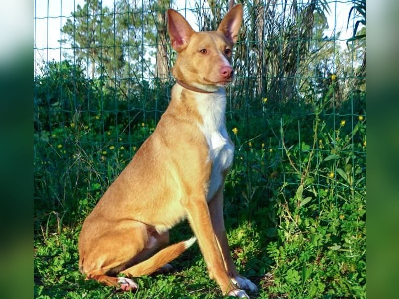 Bambi - auf der Suche nach Vertrauen