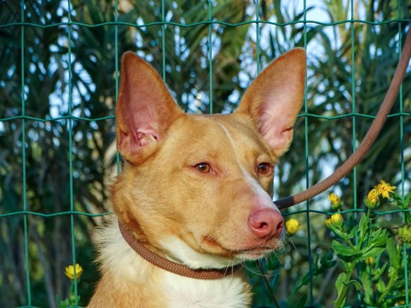 Bambi - auf der Suche nach Vertrauen