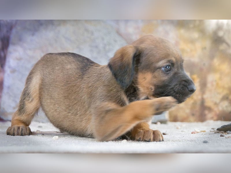 Lucky - freundlicher Hundebub