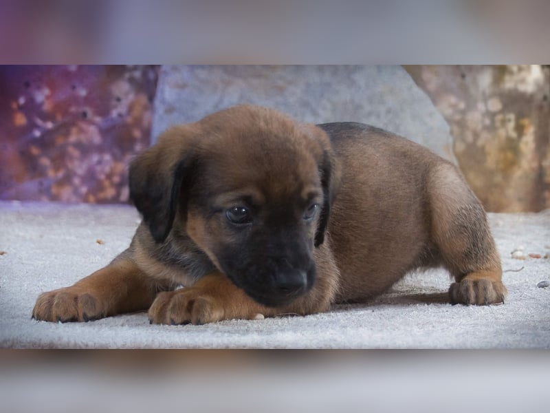 Lucky - freundlicher Hundebub