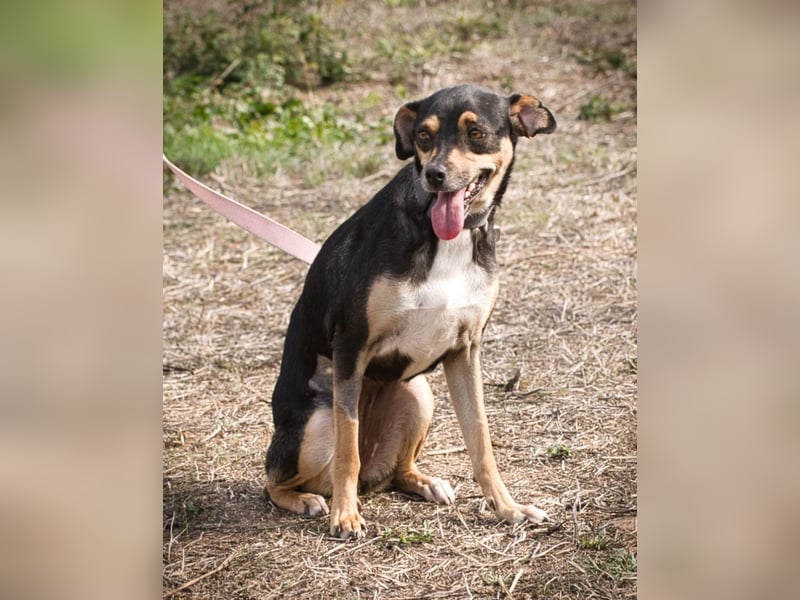 Kris – ein Herz auf leisen Pfoten