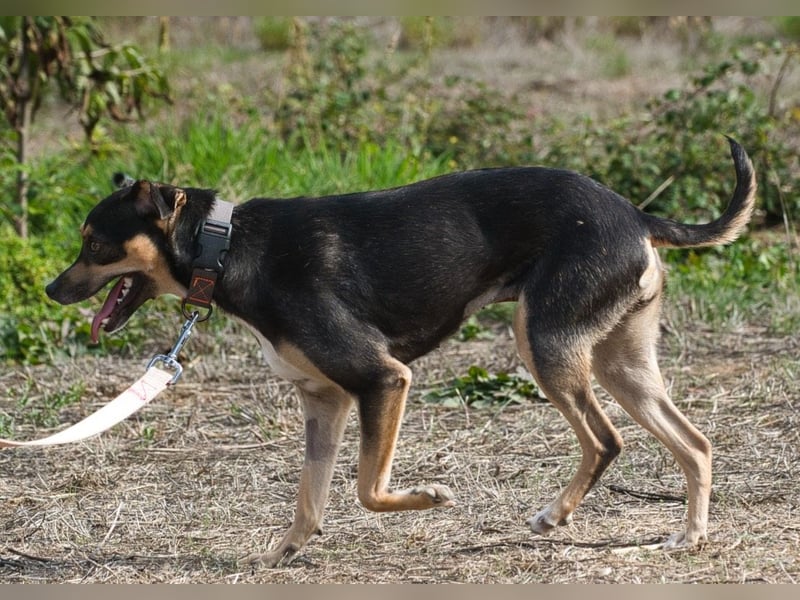 Kris – ein Herz auf leisen Pfoten