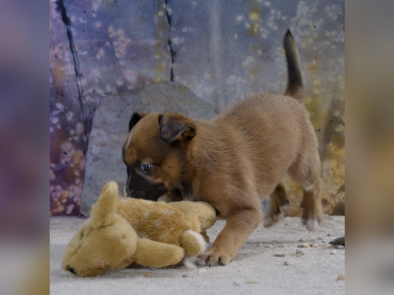 Patch - junger Mischlingsrüde