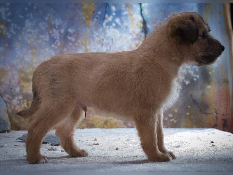 Freckles - neugieriger Hundejunge