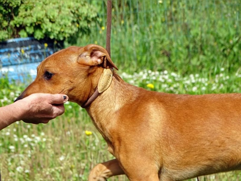 Ciana - eine sanfte Nachzüglerin