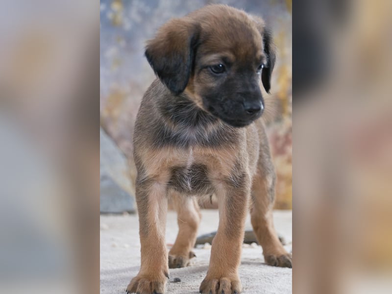 Lucky - freundlicher Hundebub