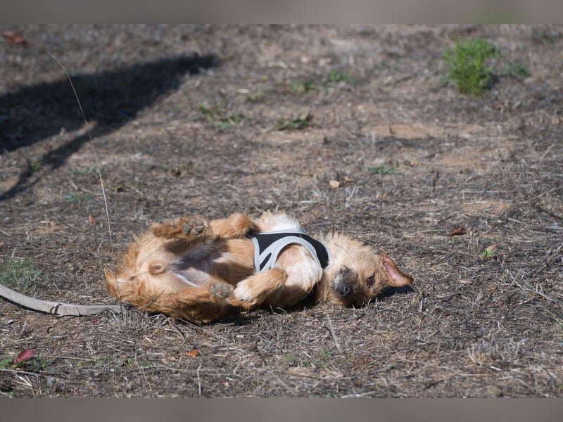 Ruggine – ein Seelchen