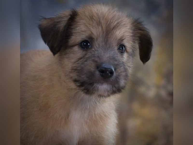 Freckles - neugieriger Hundejunge