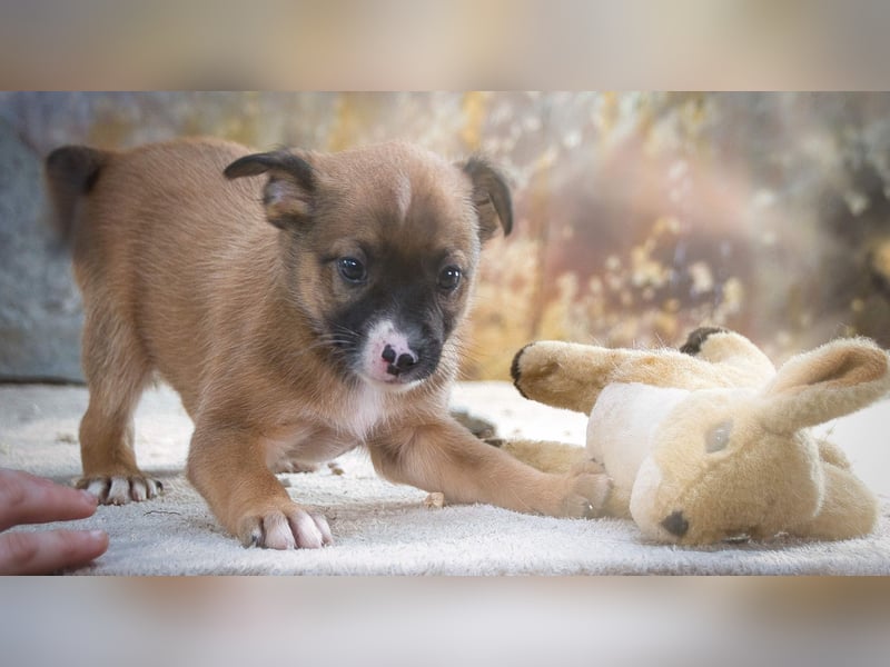Patch - junger Mischlingsrüde