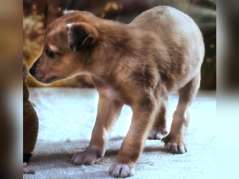 Penny - zartes Hundekind