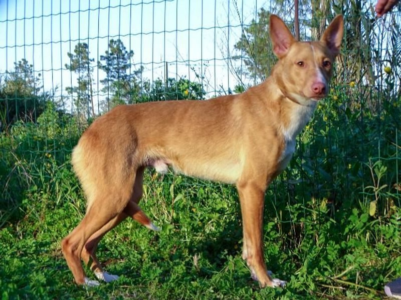 Bambi - auf der Suche nach Vertrauen