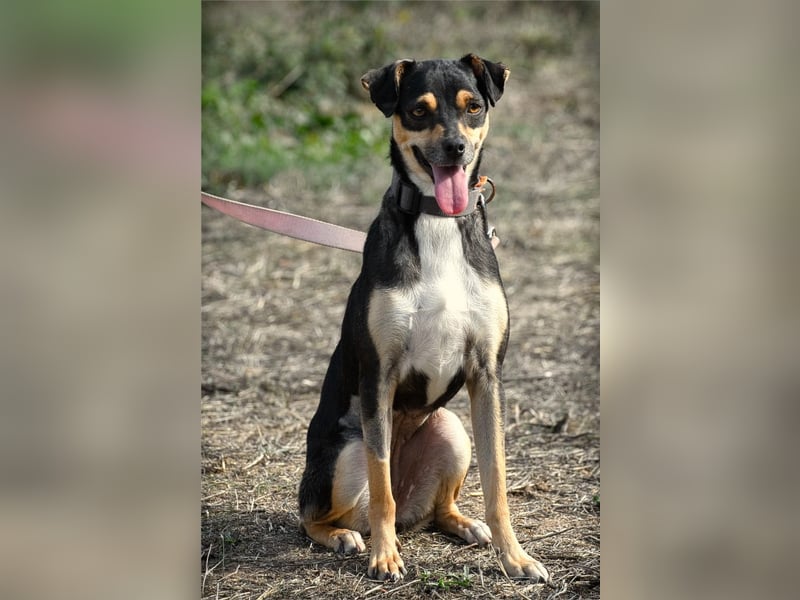 Kris – ein Herz auf leisen Pfoten