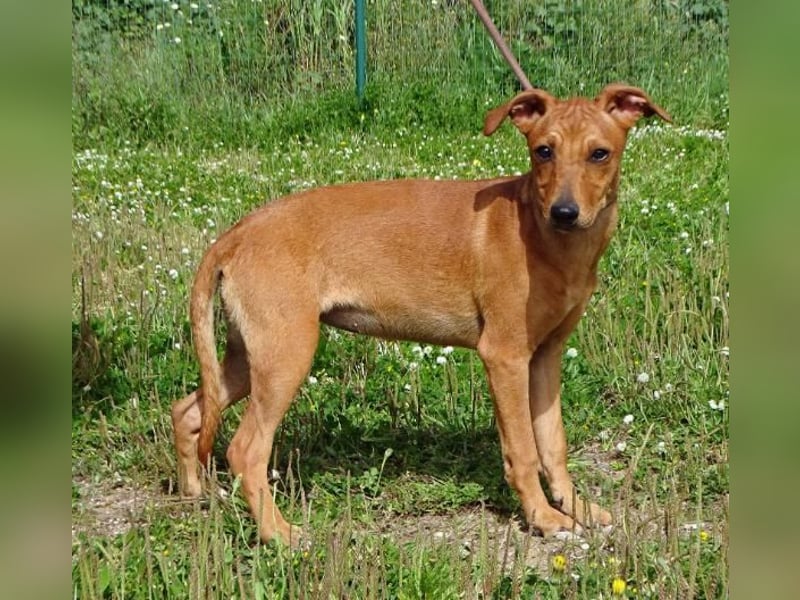 Ciana - eine sanfte Nachzüglerin