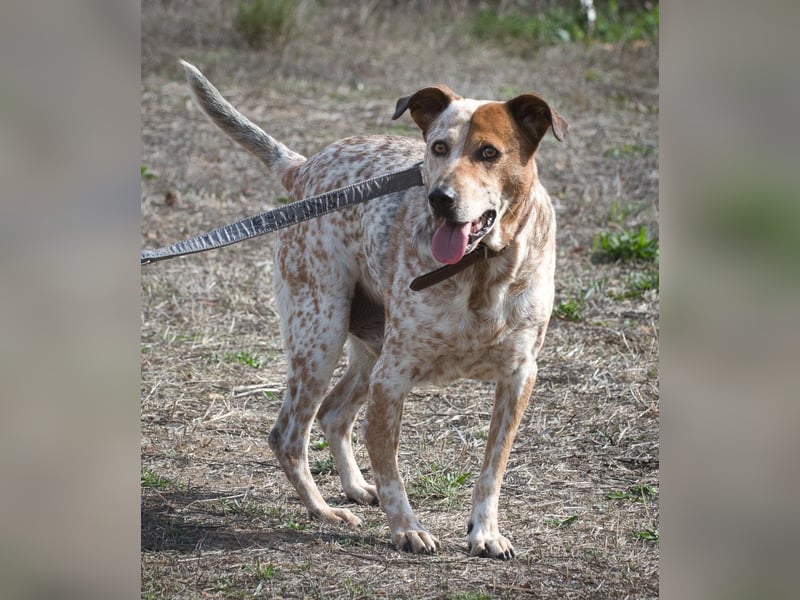 Duke – ein Schatz mit Handicap