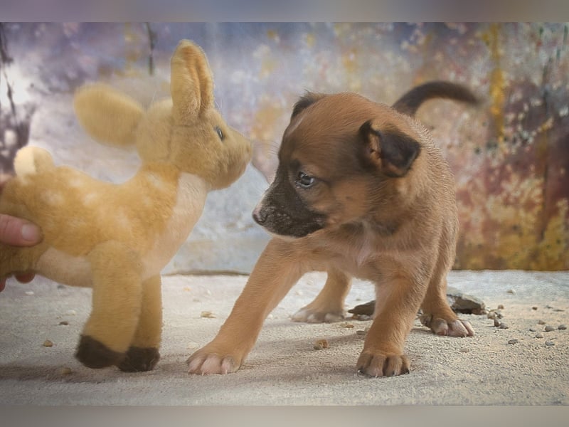 Patch - junger Mischlingsrüde