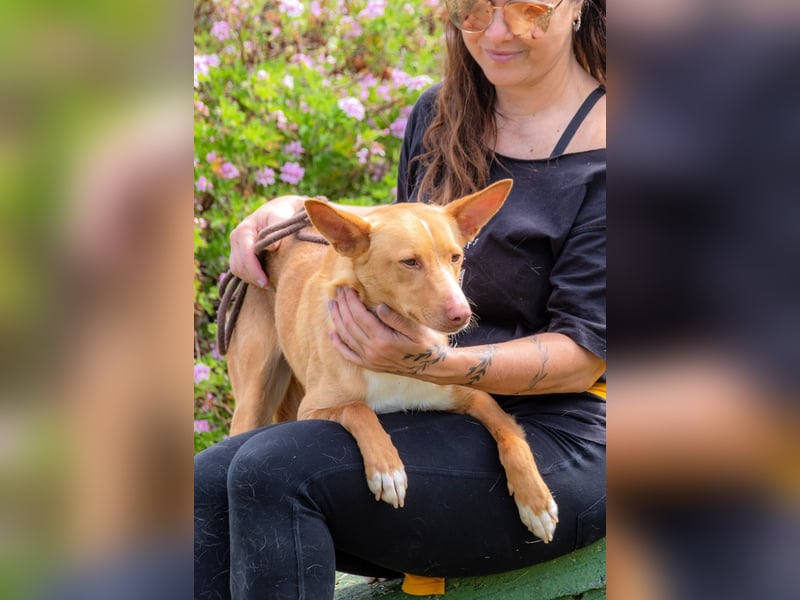 Bambi - auf der Suche nach Vertrauen