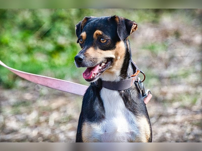 Kris – ein Herz auf leisen Pfoten