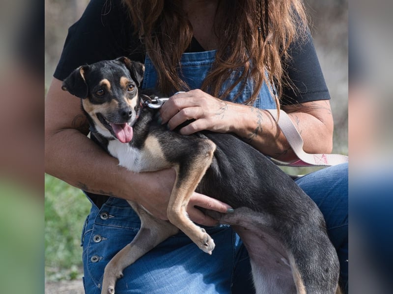 Kris – ein Herz auf leisen Pfoten