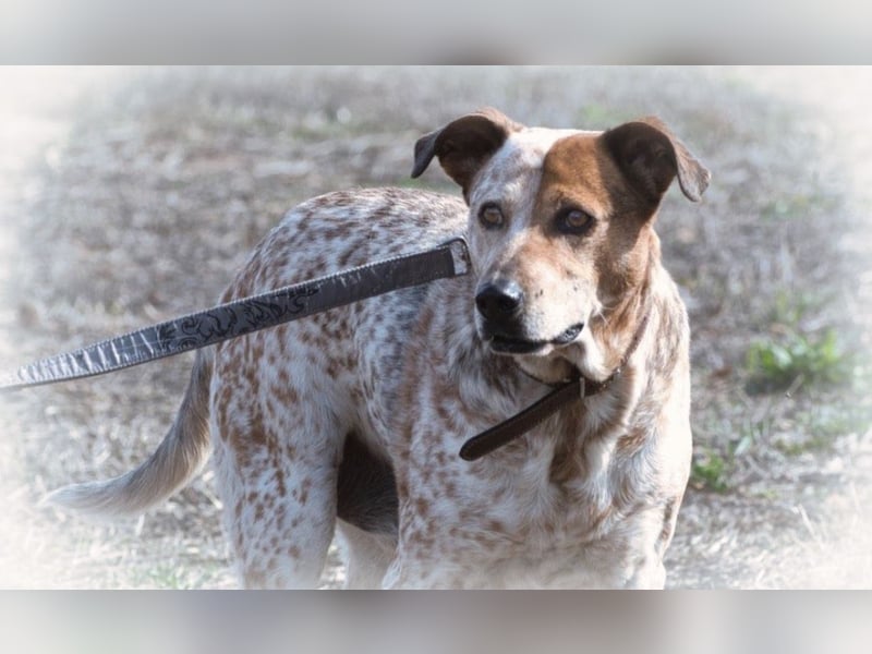 Duke – ein Schatz mit Handicap